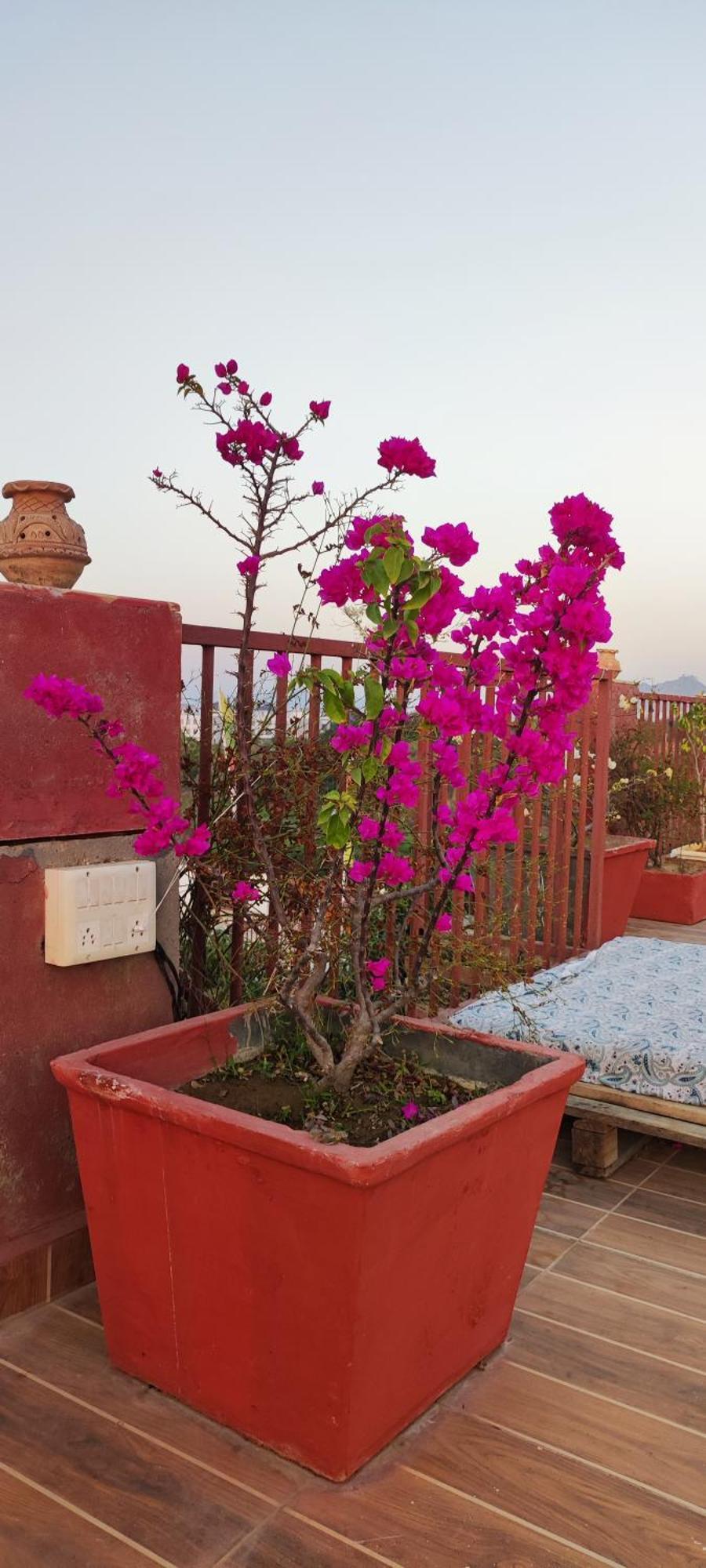 The Secret Garden Bed & Breakfast Pushkar Dış mekan fotoğraf